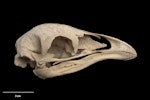 Upland moa | Moa pukepuke. Skull and mandible (lateral). Specimen registration no. S.033763; image no. MA_I251466. GB 102, Garibaldi Ridge, North-West Nelson, January 1993. Image © Te Papa.