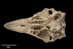 Upland moa | Moa pukepuke. Skull (ventral). Specimen registration no. S.033763; image no. MA_I251469. GB 102, Garibaldi Ridge, North-West Nelson, January 1993. Image © Te Papa.