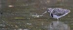 Australian painted snipe. Immature. Eumundi Road, Doonan, Queensland, November 2017. Image © Warren Bennett 2017 birdlifephotography.org.au by Warren Bennett.