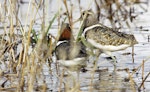 Australian painted snipe. Adult pair (female on left). Yerong Creek, New South Wales, December 2010. Image © Trevor Bullock 2011 birdlifephotography.org.au by Trevor Bullock.