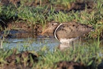 Australian painted snipe. Adult female. Townsville, Queensland, December 2019. Image © Barry Deacon 2020 birdlifephotography.org.au by Barry Deacon.