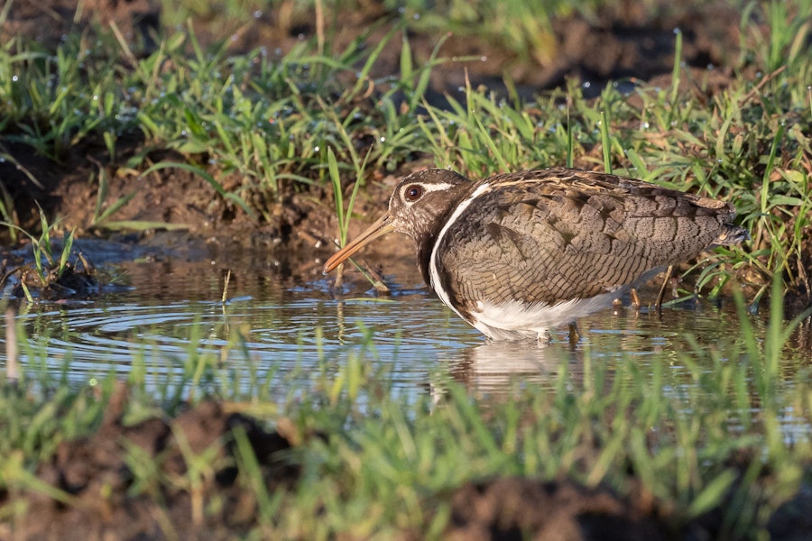 Australian painted snipe. Adult female. Townsville, Queensland, December 2019. Image © Barry Deacon 2020 birdlifephotography.org.au by Barry Deacon.