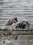 Australian painted snipe. Adult female. Whites Road wetlands, Adelaide, South Australia, October 2017. Image © Doug Castle 2017 birdlifephotography.org.au by Doug Castle.