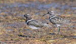 Australian painted snipe. Adult pair (female on left). Lake Argyle, Western Australia, August 2018. Image © Barry Deacon 2019 birdlifephotography.org.au by Barry Deacon.