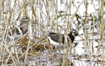 Australian painted snipe. Adult pair (male on left). Yerong Creek, New South Wales, December 2010. Image © Trevor Bullock 2011 birdlifephotography.org.au by Trevor Bullock.