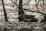 Australian painted snipe. Adult male roosting under tree. Arundel, Queensland, January 2018. Image © Oscar Thomas by Oscar Thomas.