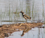 Australian painted snipe. Adult. Lake Fyans, Grampians, Victoria, Australia, November 2011. Image © James Murray by James Murray.