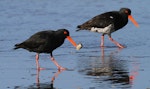 Variable oystercatcher | Tōrea pango. Black (left, with tuatua) and pale intermediate morph adults feeding. Whanganui, October 2010. Image © Ormond Torr by Ormond Torr.