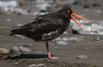 Variable oystercatcher | Tōrea pango. Intermediate morph adult. Whanganui, October 2010. Image © Ormond Torr by Ormond Torr.