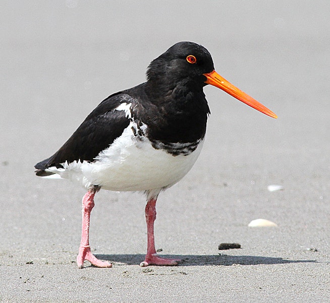 Variable oystercatcher | Tōrea pango. Adult pied morph. Whanganui, January 2016. Image © Ormond Torr by Ormond Torr.