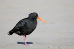 Variable oystercatcher | Tōrea pango. Adult, black morph. Great Barrier Island, March 2019. Image © Mark Lethlean by Mark Lethlean.