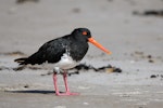 Variable oystercatcher | Tōrea pango. Adult, pied morph. Great Barrier Island, March 2019. Image © Mark Lethlean by Mark Lethlean.