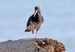 Variable oystercatcher | Tōrea pango. Front view of intermediate morph adult. Te Awanga beach, June 2009. Image © Dick Porter by Dick Porter.