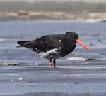 Variable oystercatcher | Tōrea pango. Adult, intermediate morph. Manawatu River estuary, March 2009. Image © Phil Battley by Phil Battley.