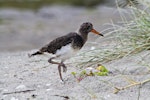 Variable oystercatcher | Tōrea pango. Pied morph chick. Pukehina, January 2012. Image © Raewyn Adams by Raewyn Adams.