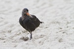 Variable oystercatcher | Tōrea pango. Recently fledged juvenile - black morph. Mount Maunganui, January 2012. Image © Raewyn Adams by Raewyn Adams.