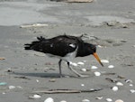 Variable oystercatcher | Tōrea pango. Fledgling, pied morph. Waikanae River estuary, January 2012. Image © Alan Tennyson by Alan Tennyson.