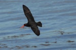 Variable oystercatcher | Tōrea pango. Dorsal view of black morph adult in flight. Mana Island, November 2009. Image © Peter Reese by Peter Reese.