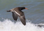 Variable oystercatcher | Tōrea pango. Juvenile in flight, dorsal view. Whangaehu River estuary, February 2015. Image © Ormond Torr by Ormond Torr.