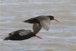 Variable oystercatcher | Tōrea pango. Dorsal view of black morph pair in flight. Timaru, November 2012. Image © Steve Attwood by Steve Attwood.