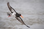 Variable oystercatcher | Tōrea pango. Ventral view of adult pale intermediate morph in flight. Orewa, October 2009. Image © Tony Whitehead by Tony Whitehead.