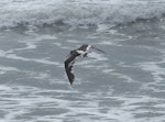 Variable oystercatcher | Tōrea pango. Adult in flight showing unusually extensive white wingbar and rump patch (possibly hybrid with South Island pied oystercatcher). Gore Bay, Canterbury, January 2015. Image © Alan Tennyson by Alan Tennyson.