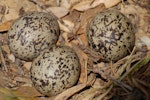 Variable oystercatcher | Tōrea pango. Nest with 3 eggs. Matiu/Somes Island, November 2008. Image © Peter Reese by Peter Reese.