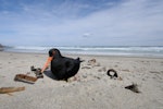 Variable oystercatcher | Tōrea pango. Black morph adult on nest. Otago Peninsula, November 2009. Image © Craig McKenzie by Craig McKenzie.