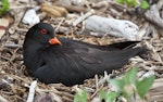 Variable oystercatcher | Tōrea pango. Adult on nest above the high-tide line. Tiritiri Matangi Island, December 2013. Image © David Rintoul by David Rintoul.