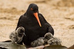 Variable oystercatcher | Tōrea pango. Adult with three chicks. Waipapa Point, Catlins, December 2016. Image © Anja Köhler by Anja Köhler.