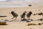 Variable oystercatcher | Tōrea pango. Three chicks. Waipapa Point, Catlins, December 2016. Image © Anja Köhler by Anja Köhler.