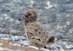 Variable oystercatcher | Tōrea pango. Chick. Para Para Beach, Golden Bay, February 2009. Image © Rebecca Bowater FPSNZ by Rebecca Bowater FPSNZ.