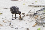 Variable oystercatcher | Tōrea pango. Chick feeding on mussel meat. Mount Maunganui, January 2012. Image © Raewyn Adams by Raewyn Adams.