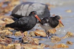 Variable oystercatcher | Tōrea pango. Adult (left) and dependent juvenile. Quail Island, Lyttelton Harbour, March 2023. Image © Glenn Pure by Glenn Pure.