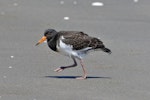 Variable oystercatcher | Tōrea pango. Pied morph fledgling. Waikanae estuary, January 2022. Image © Paul Le Roy by Paul Le Roy.