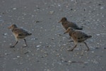 Variable oystercatcher | Tōrea pango. Chicks. Flaxmill Bay, Coromandel. Image © Noel Knight by Noel Knight.