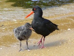 Variable oystercatcher | Tōrea pango. Adult, black morph, with chick. Ulva Island, February 2007. Image © Tony Crocker by Tony Crocker.