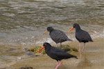 Variable oystercatcher | Tōrea pango. Family group, two adults (black morph) and chick transitioning to juvenile plumage. Ulva Island, January 2015. Image © Steve Attwood by Steve Attwood.