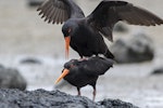 Variable oystercatcher | Tōrea pango. Black morph pair mating. Ambury Regional Park, December 2014. Image © Bruce Buckman by Bruce Buckman.