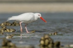 Variable oystercatcher | Tōrea pango. Leucistic adult. Kawakawa Bay, November 2014. Image © Bartek Wypych by Bartek Wypych.