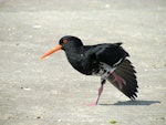 Variable oystercatcher | Tōrea pango. Adult intermediate morph stretching wing. Waipu estuary Northland, October 2012. Image © Thomas Musson by Thomas Musson.