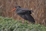 Variable oystercatcher | Tōrea pango. Adult dark morph stretching wing. Te Awanga Lagoon, June 2009. Image © Dick Porter by Dick Porter.