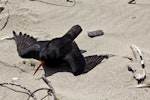 Variable oystercatcher | Tōrea pango. Adult performing distraction display. Para Para Beach, Golden Bay, November 2015. Image © Rebecca Bowater by Rebecca Bowater.