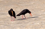 Variable oystercatcher | Tōrea pango. Black morph adult pair in piping displaying. Northland, January 2008. Image © Peter Reese by Peter Reese.