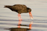 Variable oystercatcher | Tōrea pango. Black morph adult feeding on a pipi. Ohope Beach, January 2008. Image © Tony Whitehead by Tony Whitehead.