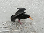 Variable oystercatcher | Tōrea pango. Adult, dark morph, performing distraction display. Waikanae River estuary, December 2012. Image © Alan Tennyson by Alan Tennyson.