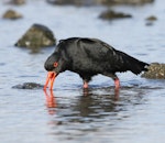 Variable oystercatcher | Tōrea pango. Dark morph adult piping. Plimmerton, June 2011. Image © Phil Battley by Phil Battley.