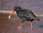 Variable oystercatcher | Tōrea pango. Adult (black morph) with pipi. Abel Tasman National Park, April 2023. Image © Glenn Pure by Glenn Pure.