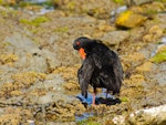 Variable oystercatcher | Tōrea pango. Preening. Kaikoura, November 2012. Image © Albert Aanensen by Albert Aanensen.