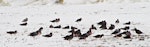 Variable oystercatcher | Tōrea pango. Flock resting on sandy foreshore. Rarawa, April 2011. Image © Raewyn Adams by Raewyn Adams.